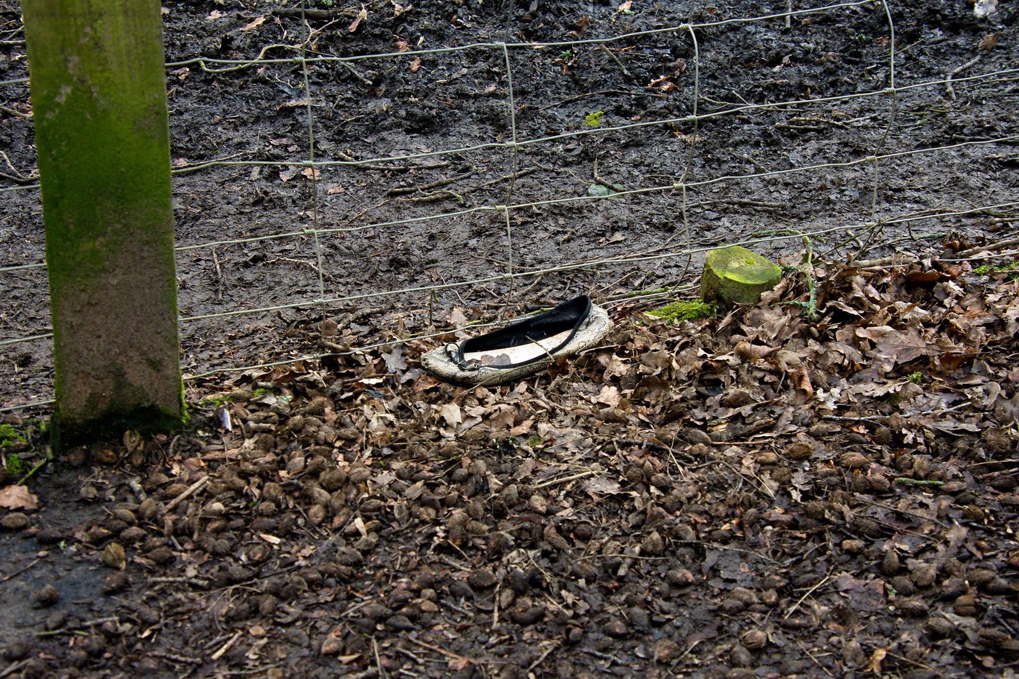 ballet pump brown fence snake skin Somerset Yeovil Nine Springs mud lonely shoe. Lonely shoe