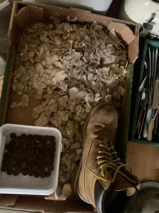 Lonely shoe